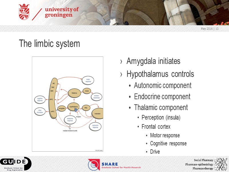 The limbic system Amygdala initiates Hypothalamus controls Autonomic component Endocrine component Thalamic component Perception